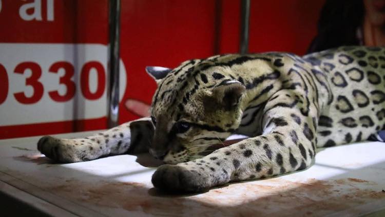 Ocelote en peligro de extinción es atropellado en Salina Cruz