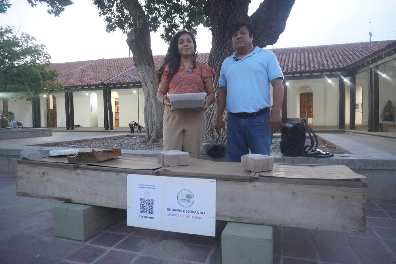Por alto consumo de iguana en Juchitán, impulsan criaderos de traspatio para preservarlas