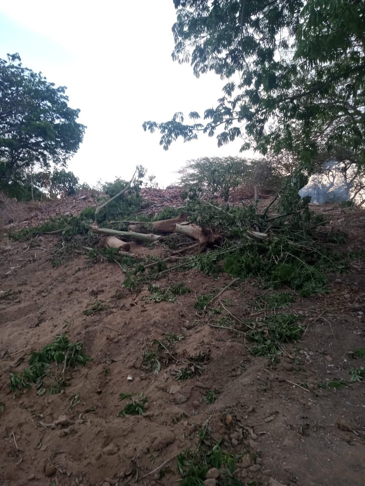 Árbol mutilado - Unión Hidalgo