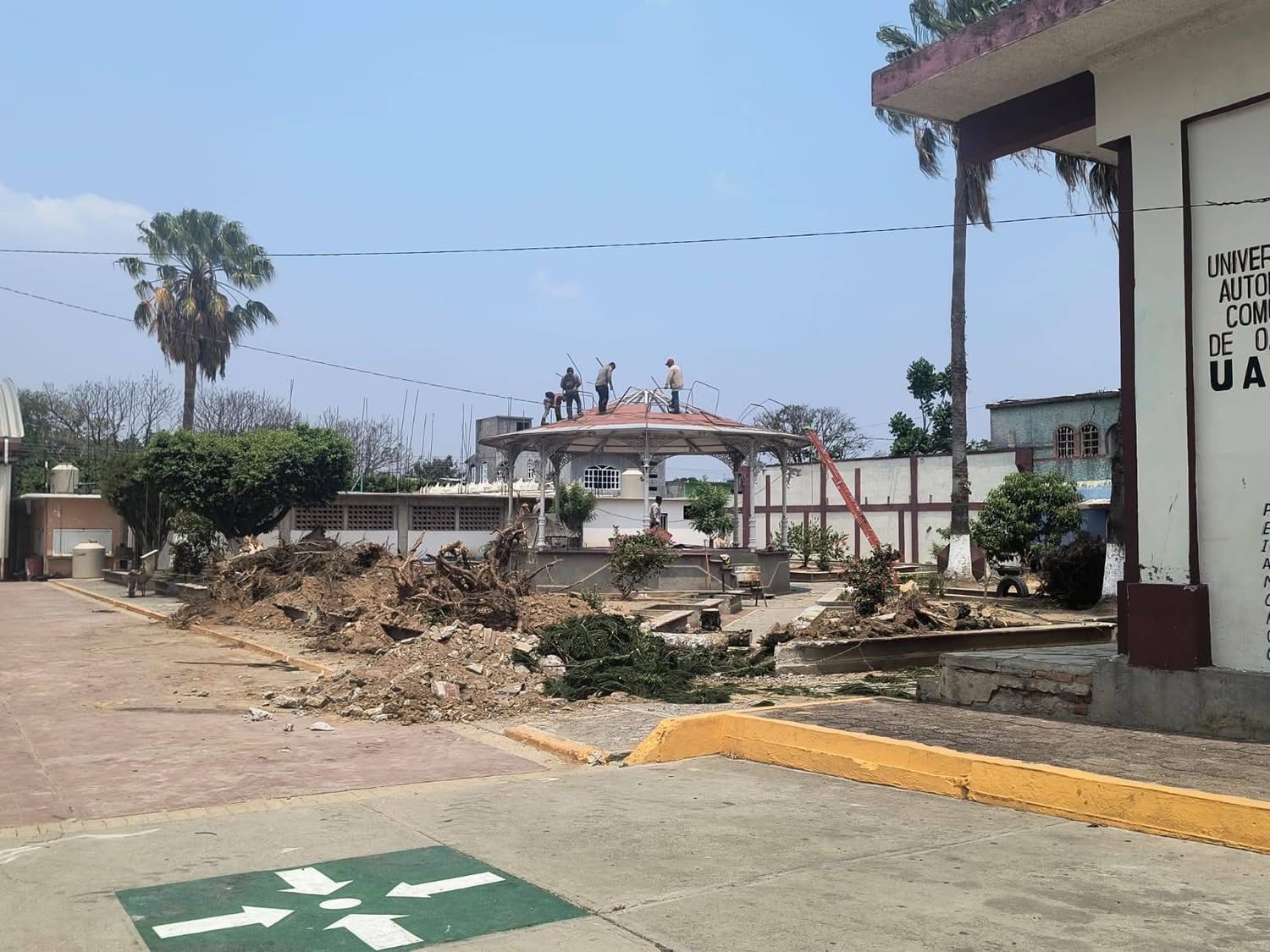 Árboles talados en el centro de Santo Domingo Petapa
