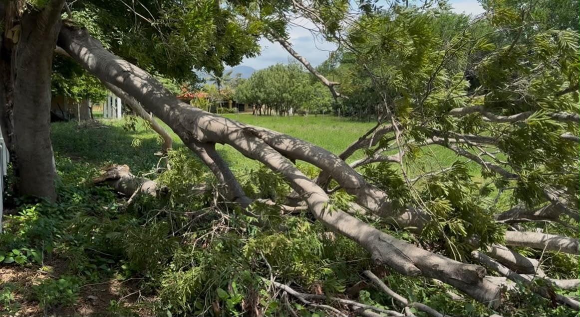 Tronco y ramas de un árbol caído sobre el pasto