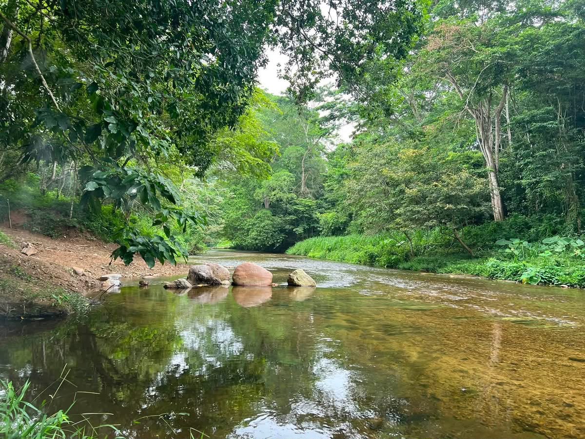 Un río entre selva, con rocas en la orilla